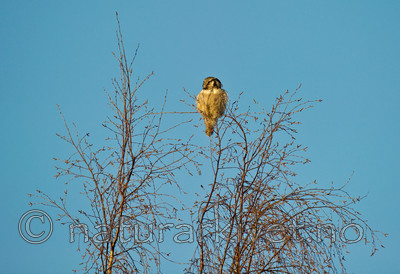 BB 13 0021 / Surnia ulula / Haukugle